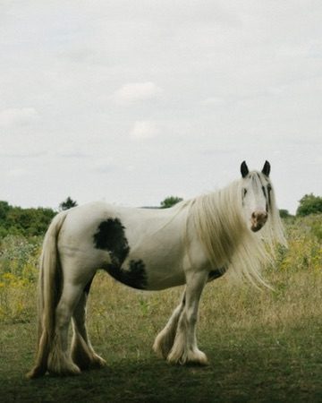 A piebald horse with a long mane standing in a meadow
